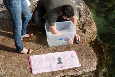 Voluntario introduciendo su brazo en un cubo con una medusa Pelagia noctiluca para el test de la espátula Meduclean.