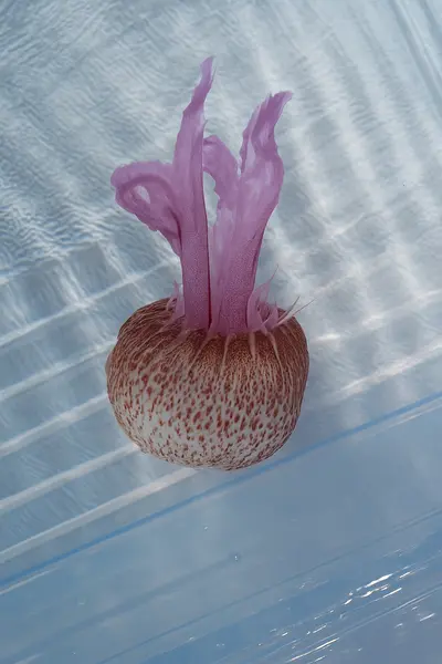 Medusa Pelagia noctiluca flotando en el agua, con su campana moteada en tonos rojizos y tentáculos púrpura extendidos hacia arriba.